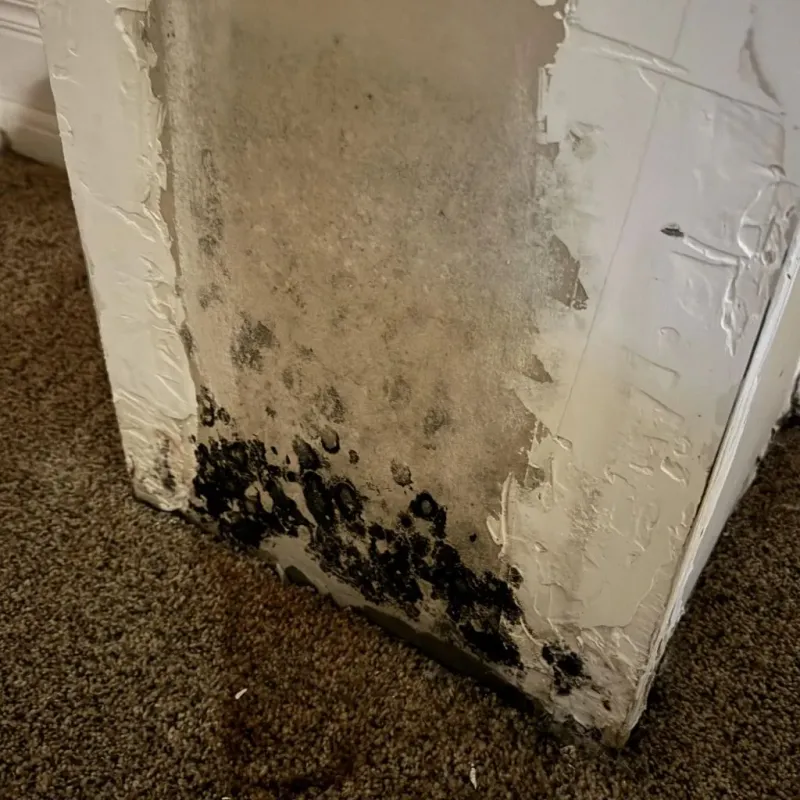 Professional Mold Removal in Hanover, VA